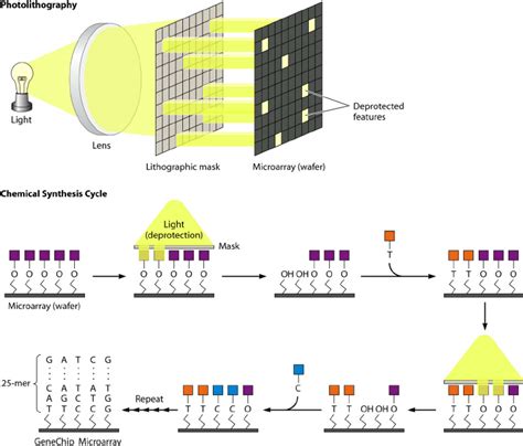 Affymetrix GeneChip » Microarray and Sequencing Resource.